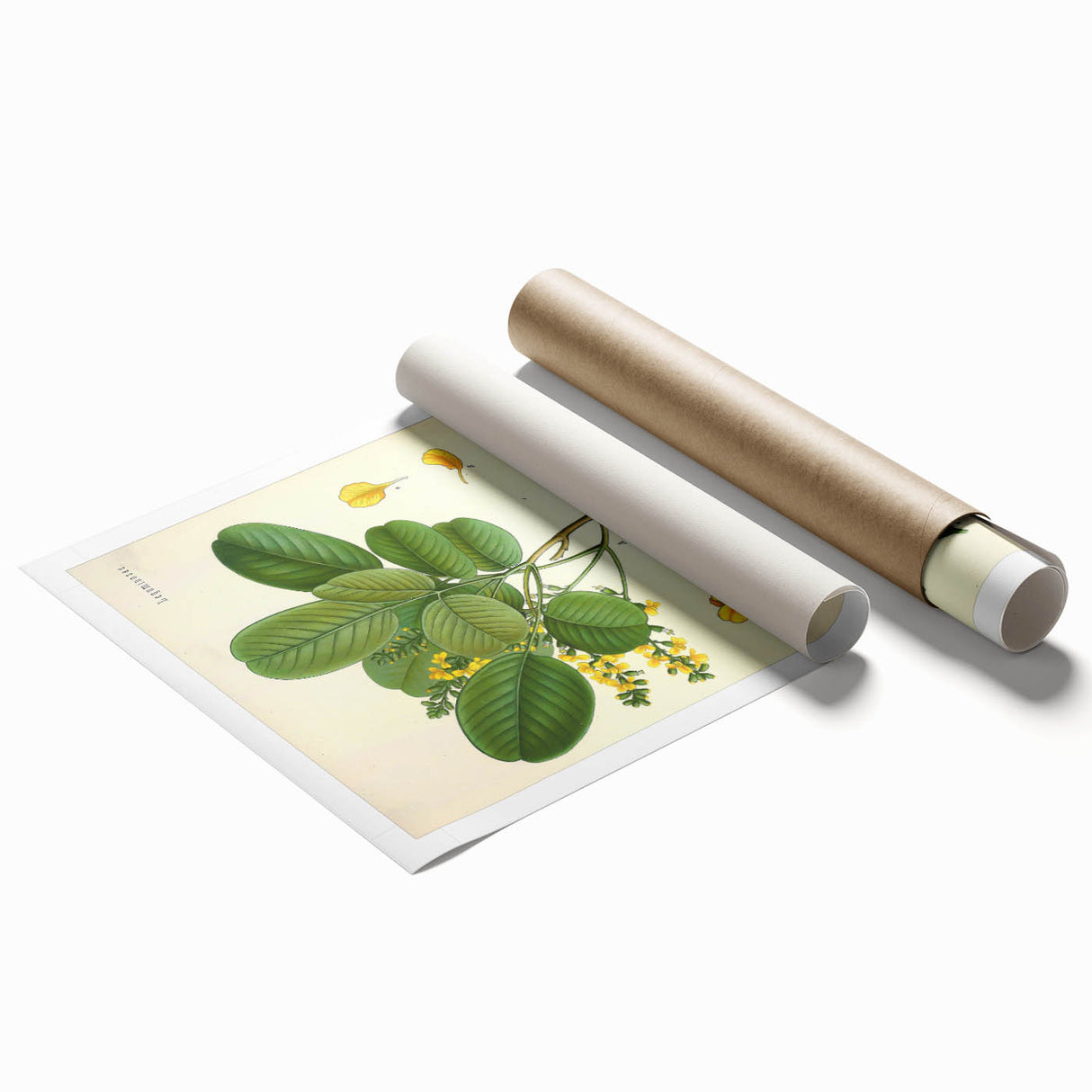 Vintage Botanical Print - Pterocarpus Santalinus Flower Illustration