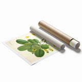 Vintage Botanical Print - Pterocarpus Santalinus Flower Illustration