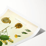 Vintage Botanical Print - Pterocarpus Santalinus Flower Illustration