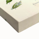 Vintage Botanical Print - Pterocarpus Santalinus Flower Illustration