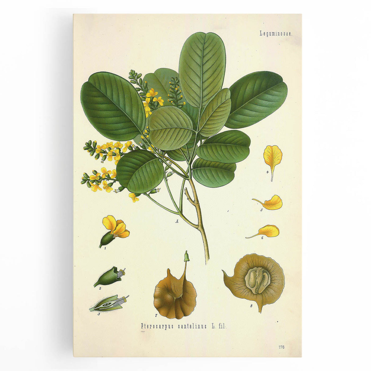 Vintage Botanical Print - Pterocarpus Santalinus Flower Illustration