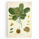 Vintage Botanical Print - Pterocarpus Santalinus Flower Illustration