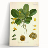 Vintage Botanical Print - Pterocarpus Santalinus Flower Illustration