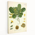 Vintage Botanical Print - Pterocarpus Santalinus Flower Illustration