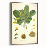 Vintage Botanical Print - Pterocarpus Santalinus Flower Illustration