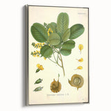 Vintage Botanical Print - Pterocarpus Santalinus Flower Illustration