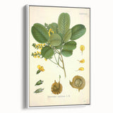 Vintage Botanical Print - Pterocarpus Santalinus Flower Illustration