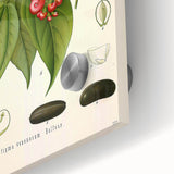 Botanical Art Prints - Vintage Botanical Illustration Art