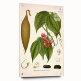 Botanical Art Prints - Vintage Botanical Illustration Art