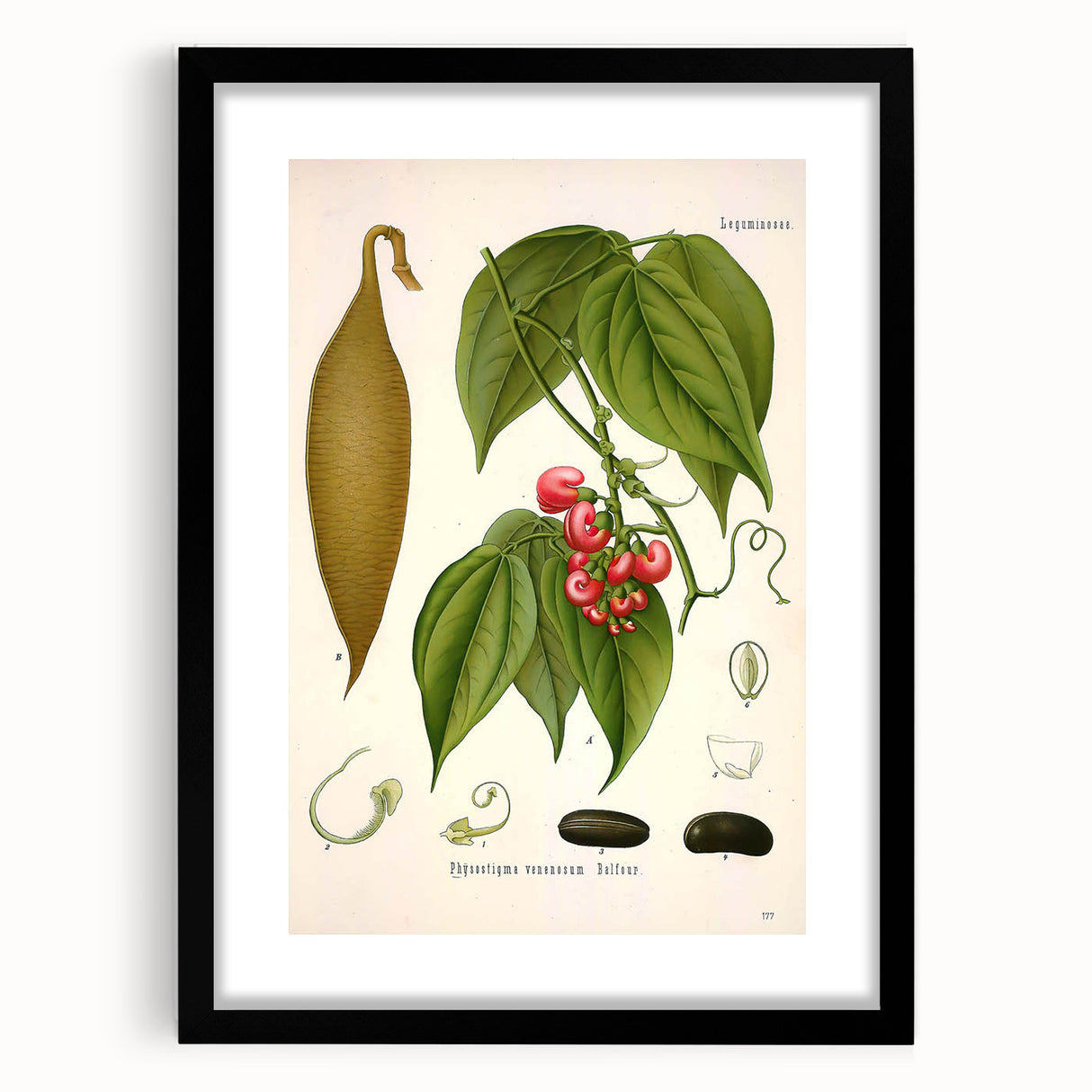 Botanical Art Prints - Vintage Botanical Illustration Art
