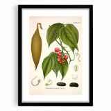 Botanical Art Prints - Vintage Botanical Illustration Art