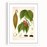 Botanical Art Prints - Vintage Botanical Illustration Art