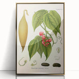 Botanical Art Prints - Vintage Botanical Illustration Art