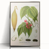 Botanical Art Prints - Vintage Botanical Illustration Art