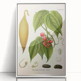 Botanical Art Prints - Vintage Botanical Illustration Art