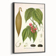 Botanical Art Prints - Vintage Botanical Illustration Art