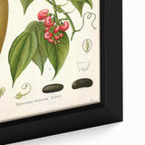 Botanical Art Prints - Vintage Botanical Illustration Art