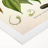 Botanical Art Prints - Vintage Botanical Illustration Art