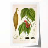 Botanical Art Prints - Vintage Botanical Illustration Art