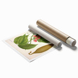 Botanical Art Prints - Vintage Botanical Illustration Art