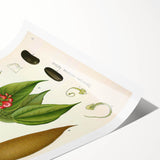 Botanical Art Prints - Vintage Botanical Illustration Art