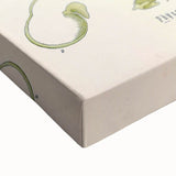 Botanical Art Prints - Vintage Botanical Illustration Art