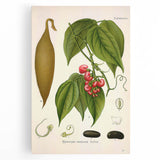 Botanical Art Prints - Vintage Botanical Illustration Art