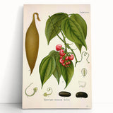 Botanical Art Prints - Vintage Botanical Illustration Art