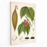 Botanical Art Prints - Vintage Botanical Illustration Art