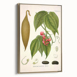 Botanical Art Prints - Vintage Botanical Illustration Art