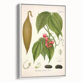 Botanical Art Prints - Vintage Botanical Illustration Art