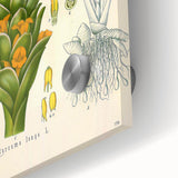 Botanical Art Prints - Vintage Curcuma Longa Illustration Art