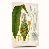 Botanical Art Prints - Vintage Curcuma Longa Illustration Art