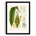 Botanical Art Prints - Vintage Curcuma Longa Illustration Art