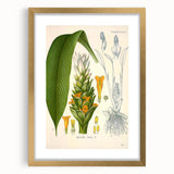 Botanical Art Prints - Vintage Curcuma Longa Illustration Art