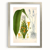 Botanical Art Prints - Vintage Curcuma Longa Illustration Art