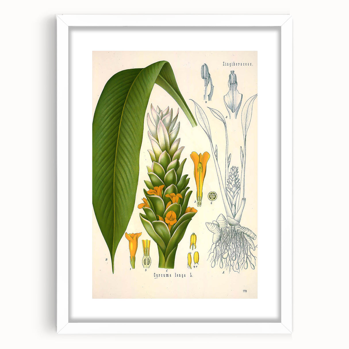 Botanical Art Prints - Vintage Curcuma Longa Illustration Art