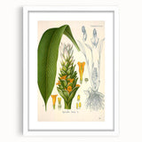 Botanical Art Prints - Vintage Curcuma Longa Illustration Art