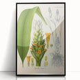 Botanical Art Prints - Vintage Curcuma Longa Illustration Art
