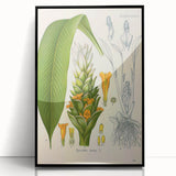 Botanical Art Prints - Vintage Curcuma Longa Illustration Art