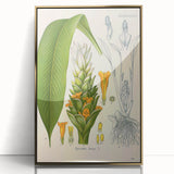 Botanical Art Prints - Vintage Curcuma Longa Illustration Art