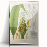 Botanical Art Prints - Vintage Curcuma Longa Illustration Art
