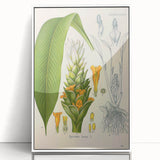 Botanical Art Prints - Vintage Curcuma Longa Illustration Art