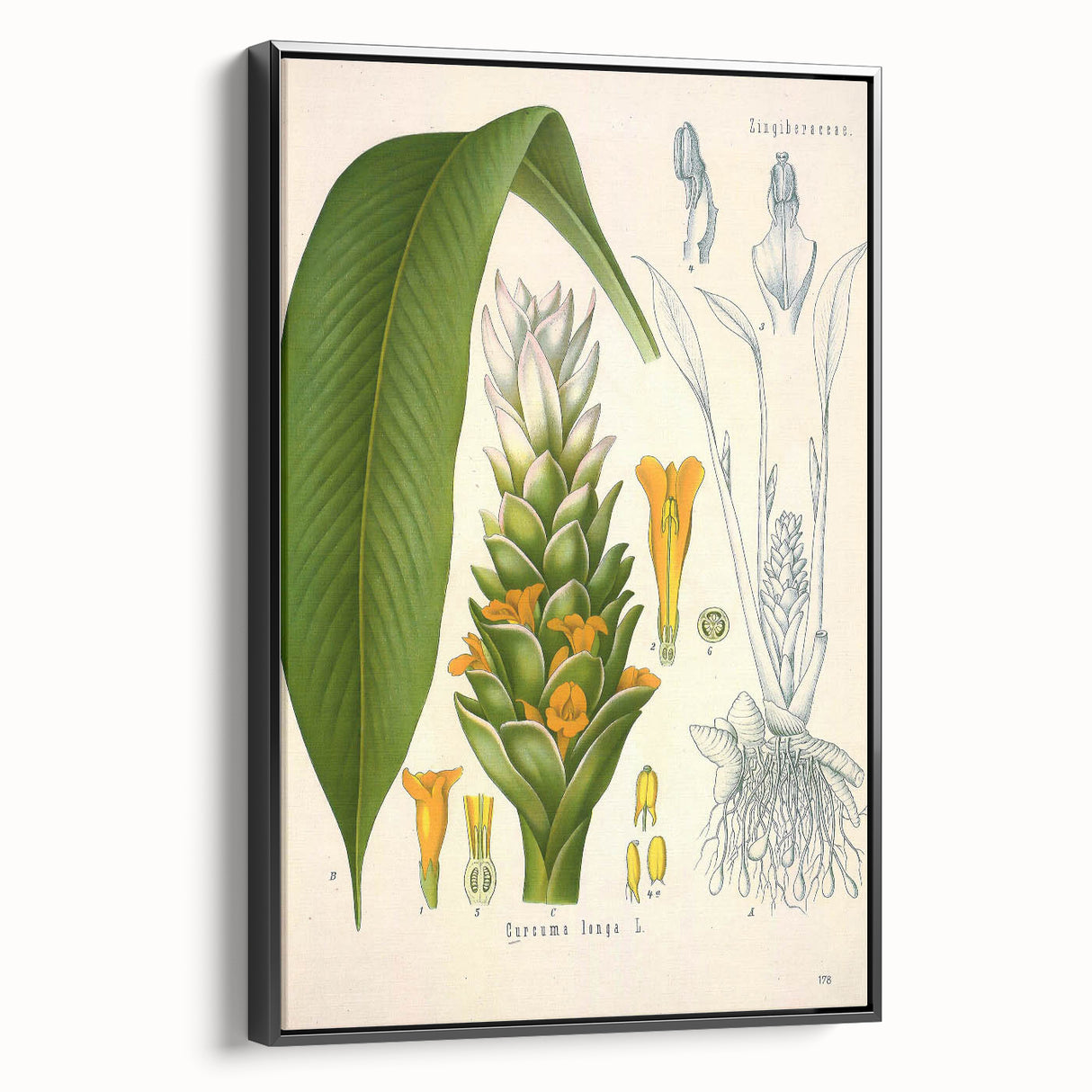 Botanical Art Prints - Vintage Curcuma Longa Illustration Art