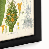 Botanical Art Prints - Vintage Curcuma Longa Illustration Art