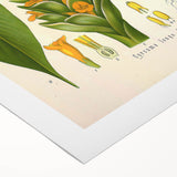 Botanical Art Prints - Vintage Curcuma Longa Illustration Art