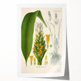 Botanical Art Prints - Vintage Curcuma Longa Illustration Art
