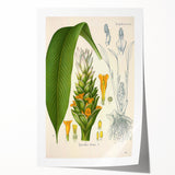 Botanical Art Prints - Vintage Curcuma Longa Illustration Art