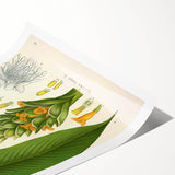 Botanical Art Prints - Vintage Curcuma Longa Illustration Art