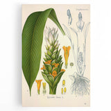 Botanical Art Prints - Vintage Curcuma Longa Illustration Art